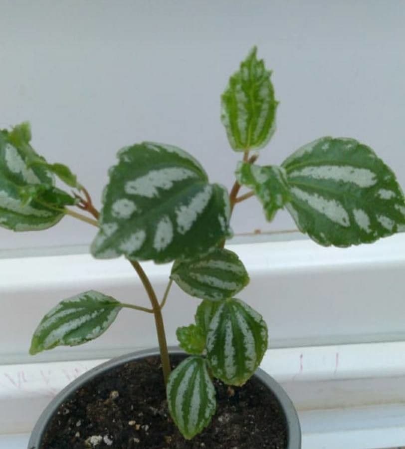 Pilea 15