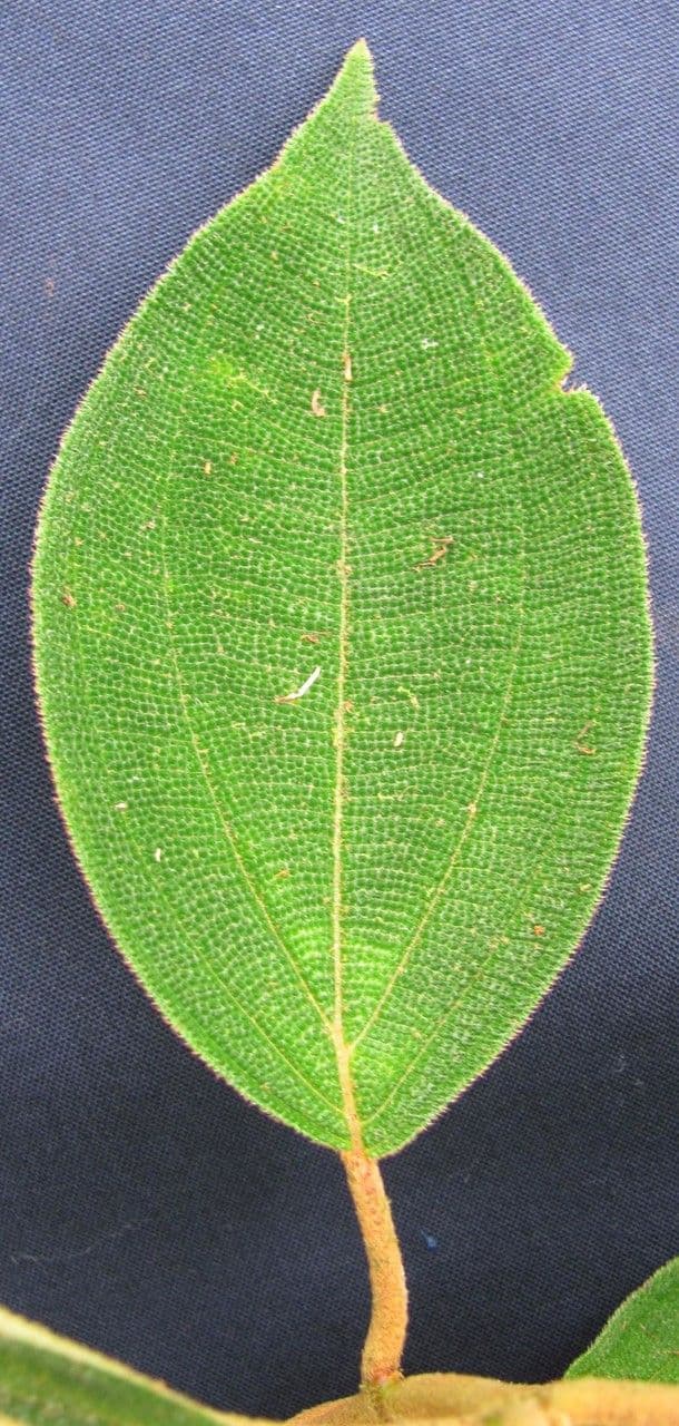 Miconia 17