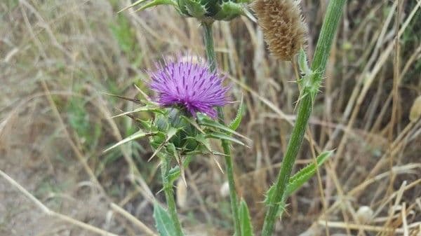 Mariendistel 10
