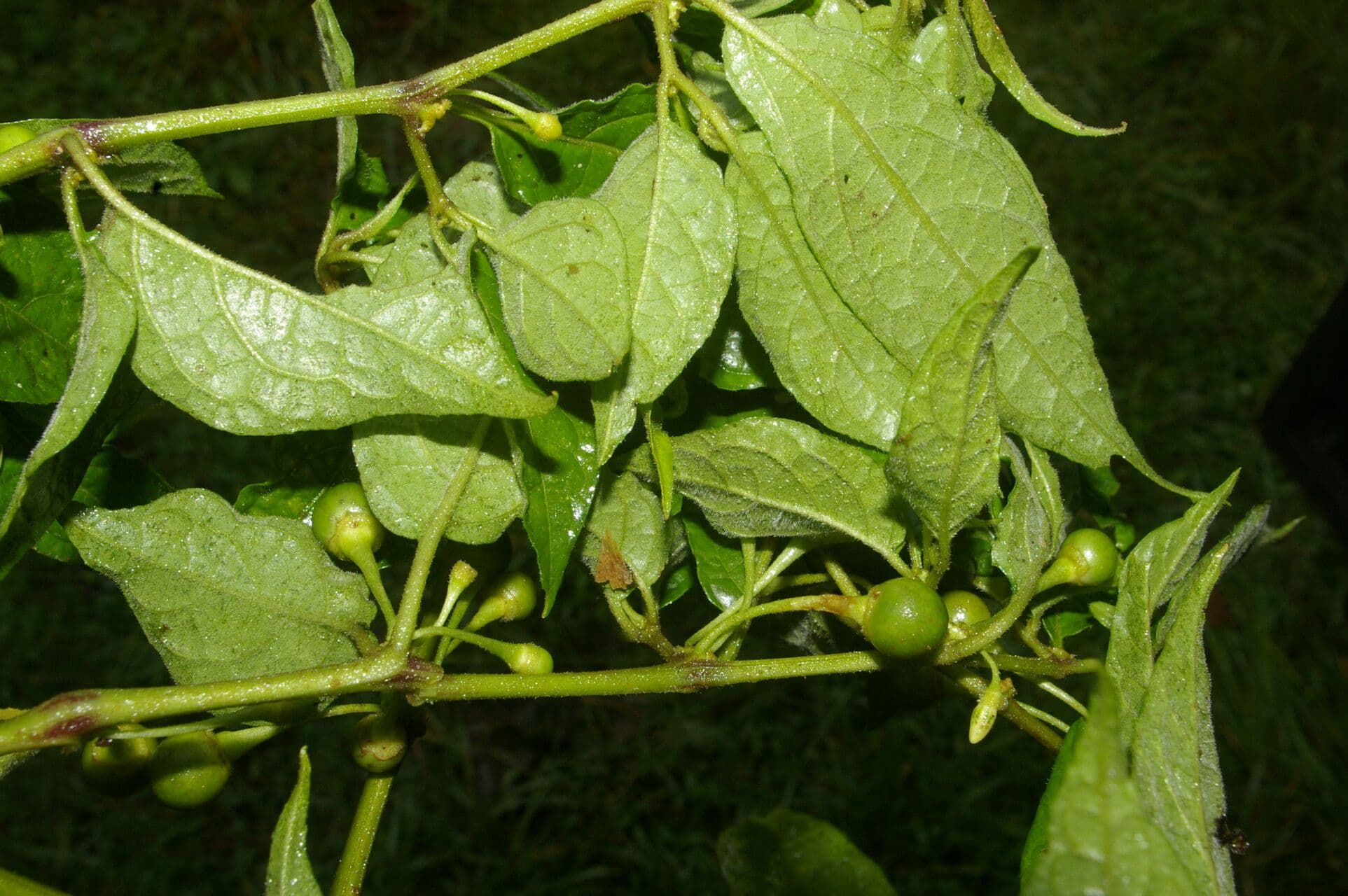 Witheringia 4