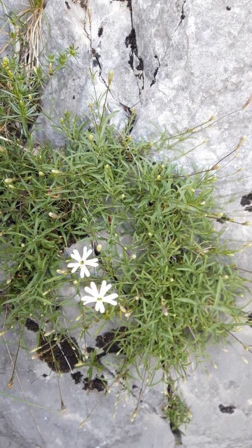 Silene saxifraga 10
