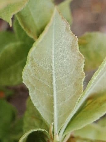 Rododendro 15