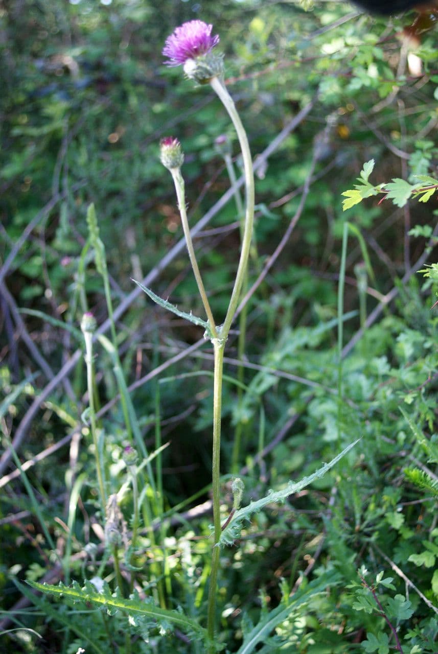 Cirsium filipendulum 10
