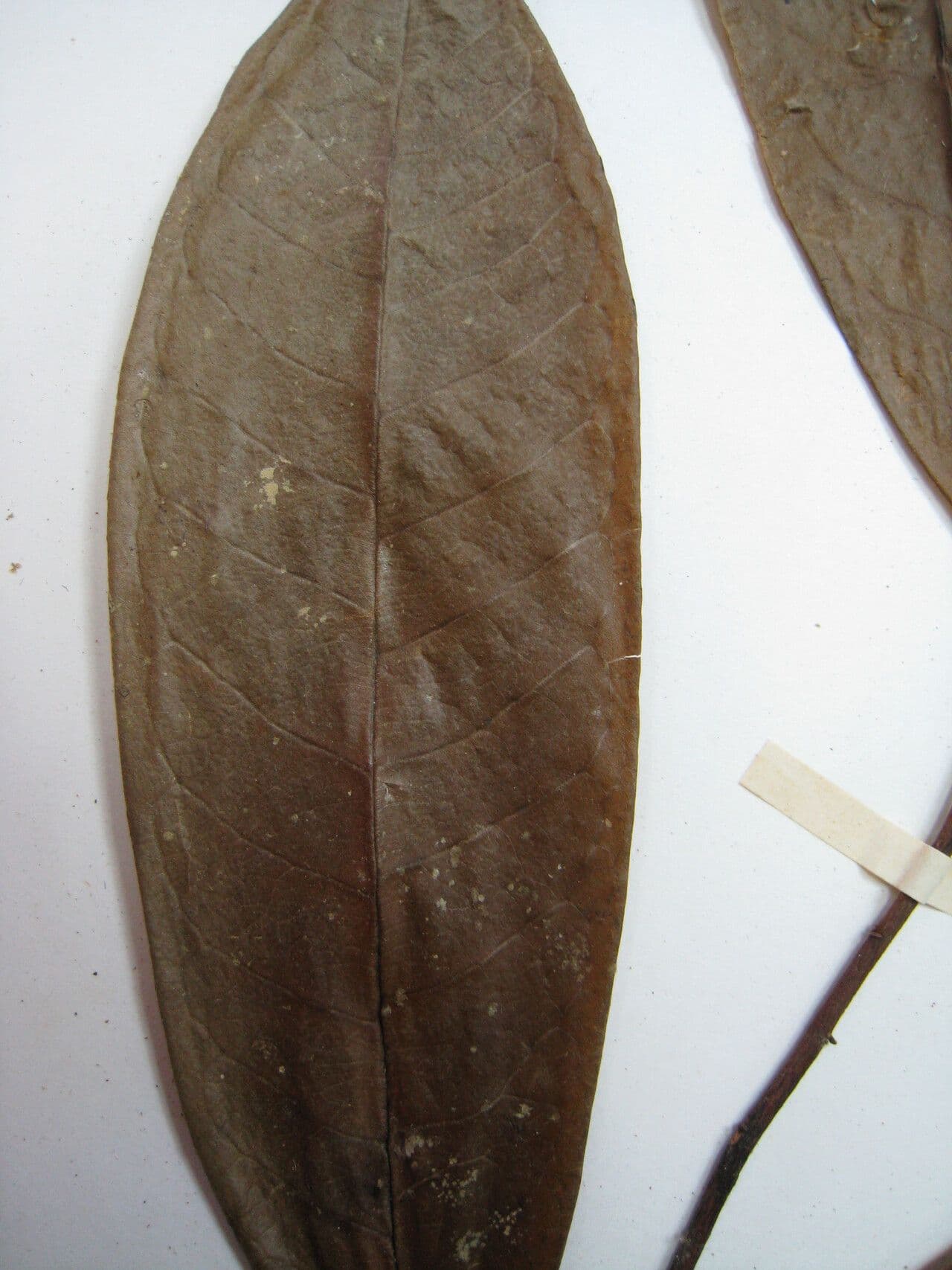 Anaxagorea 16