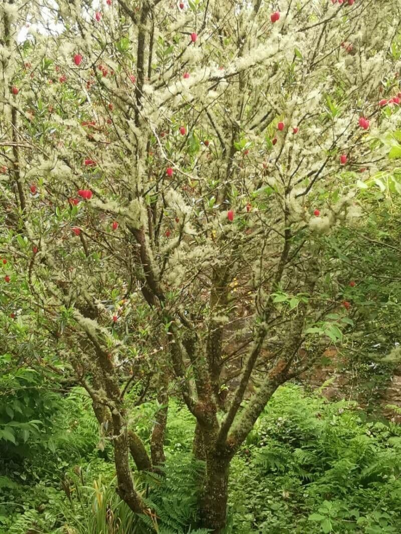 Crinodendron 18