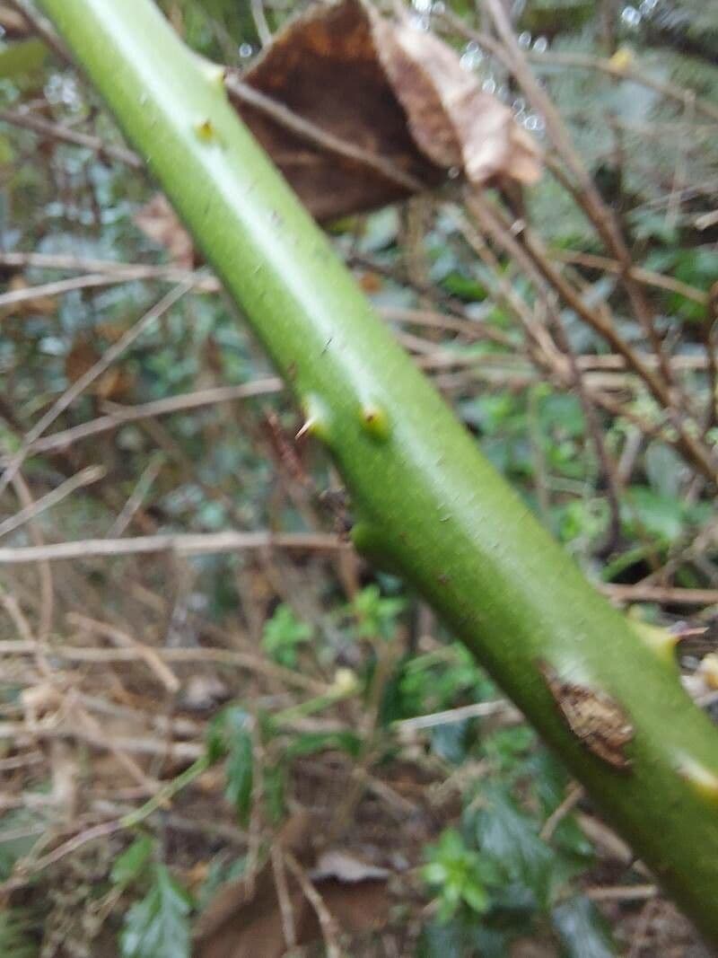 Rubus apetalus 14