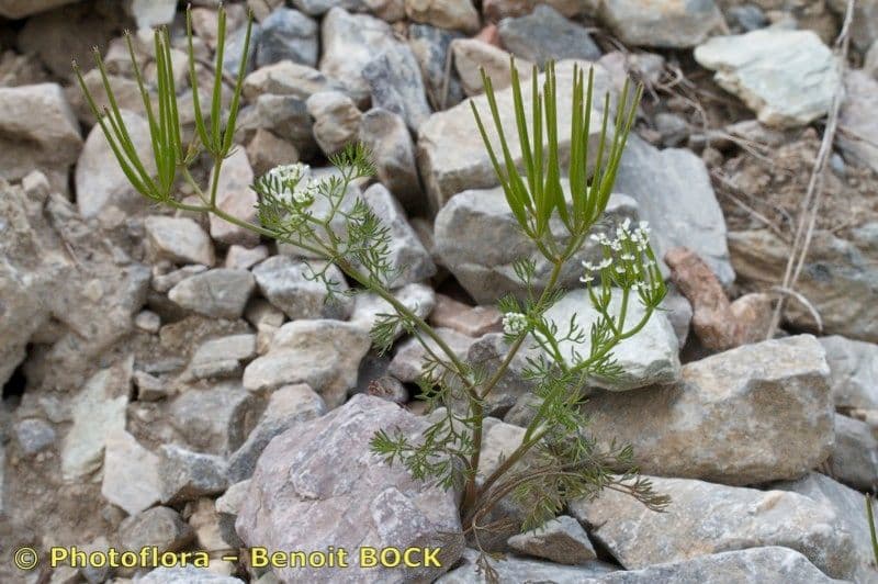 Scandice stellata 14