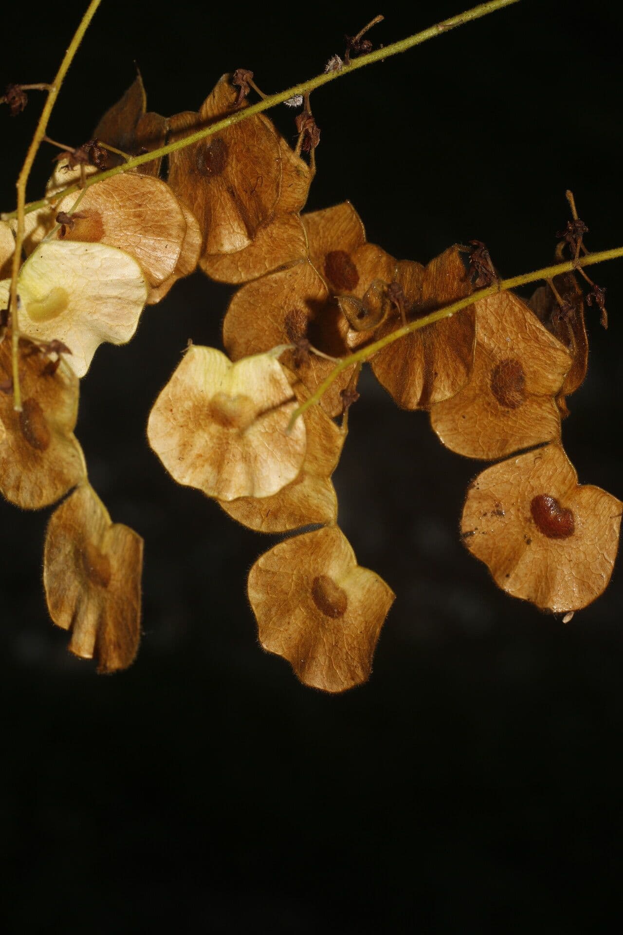 Desmodium 5
