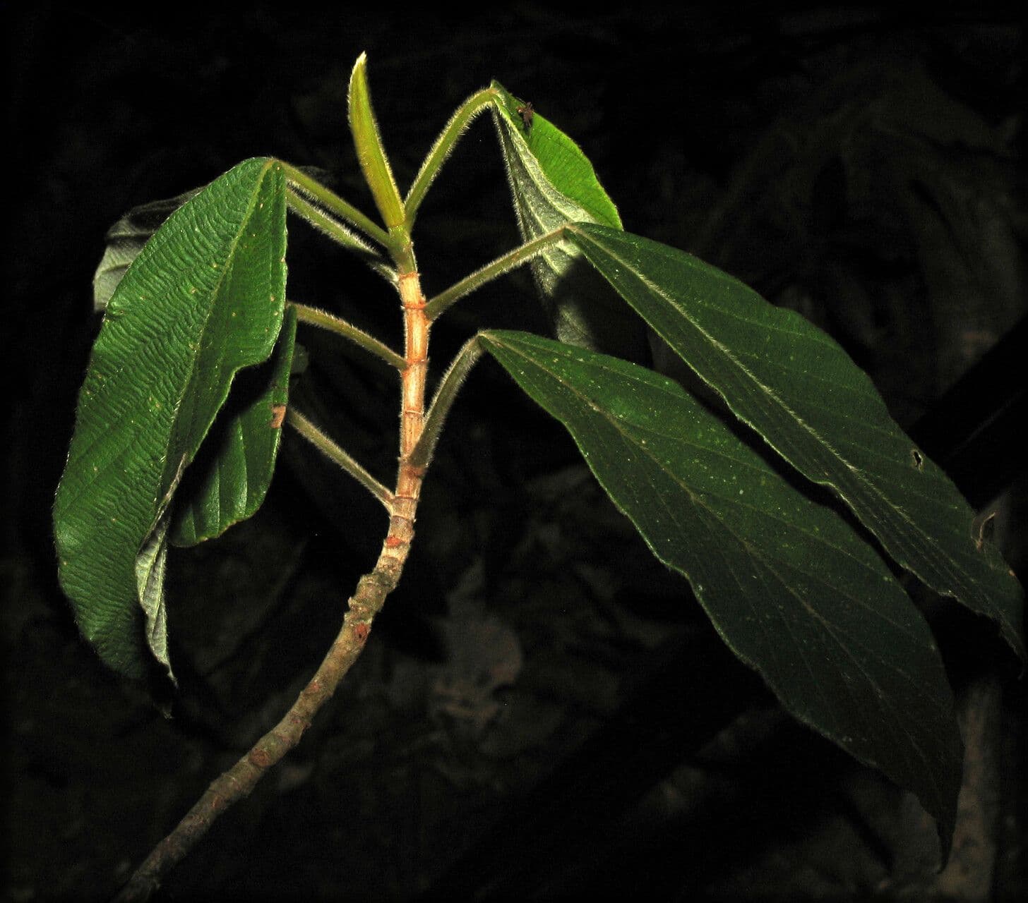 Pourouma