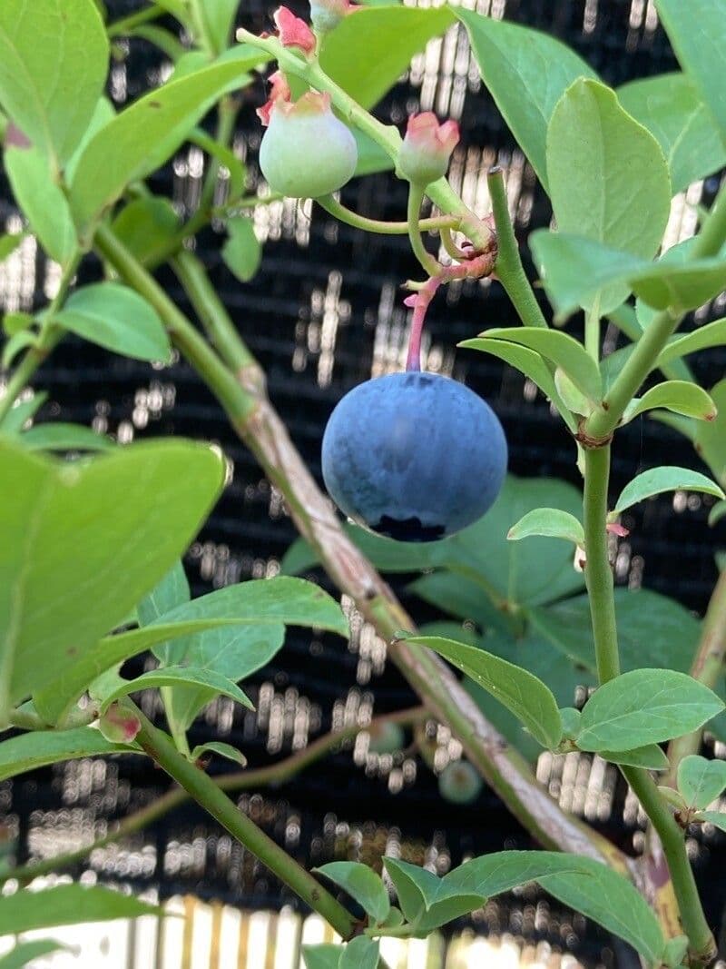 Südliche Blaubeere 3