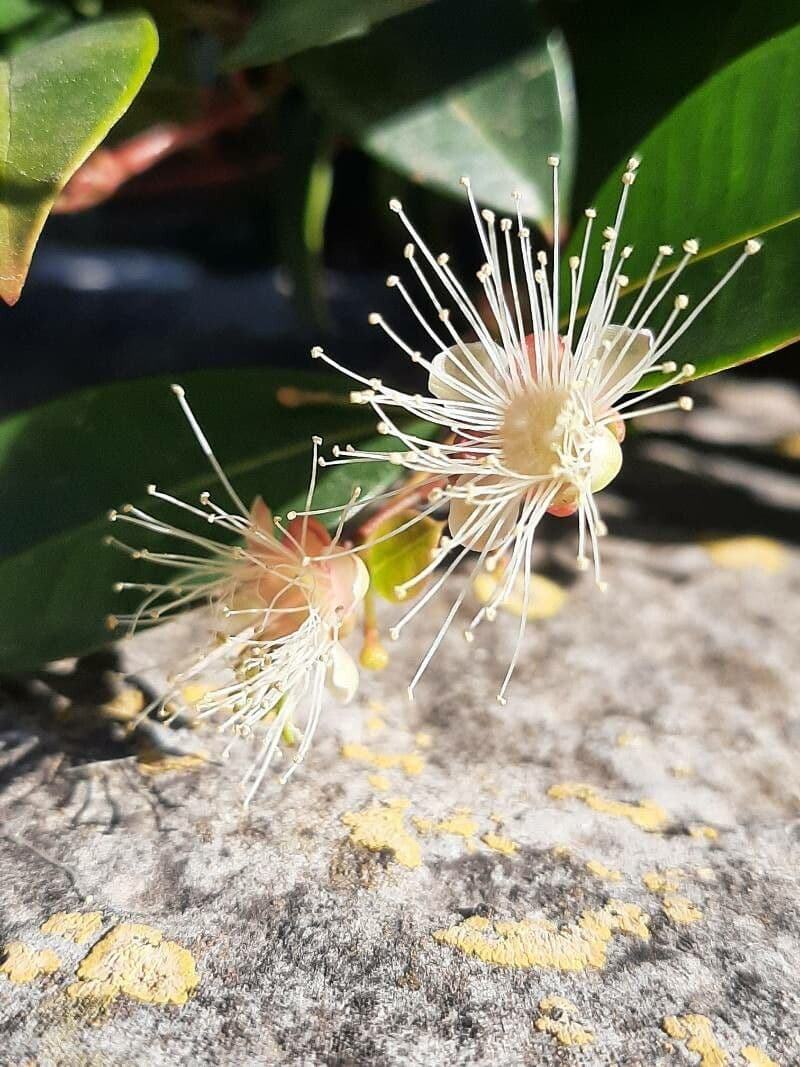 Syzygium paniculatum 7