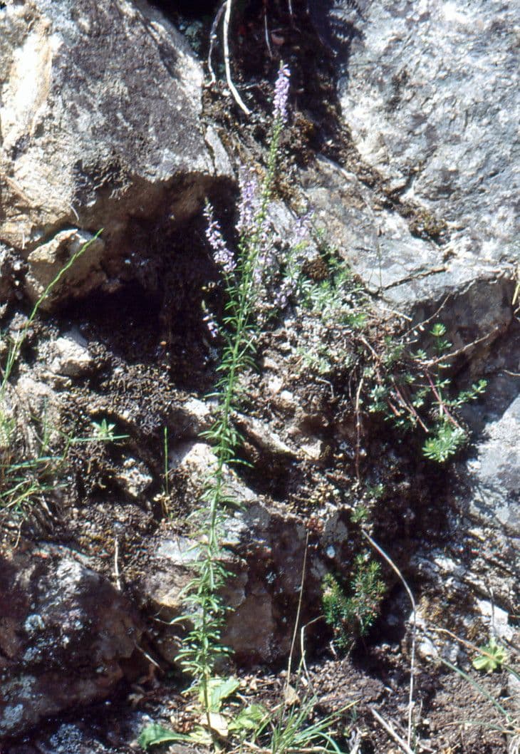 Musonello 14