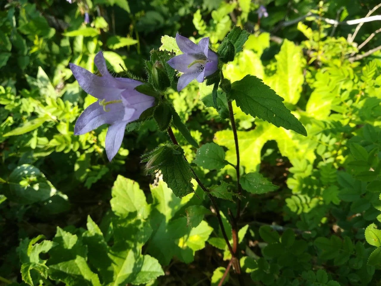 Nesselblättrige Glockenblume 15