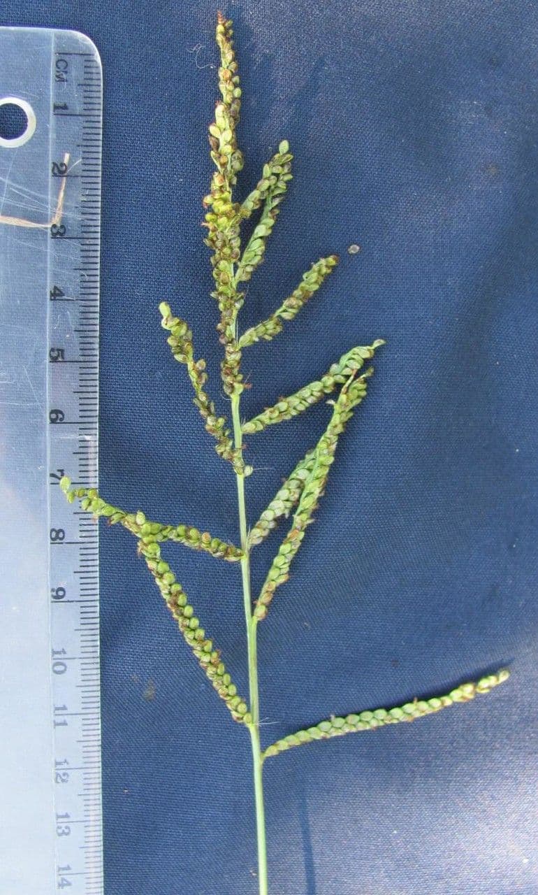 Paspalum plicatulum 23