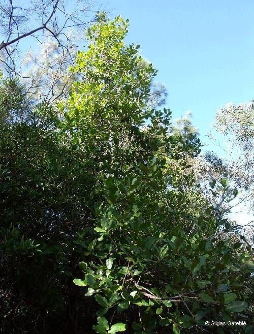 Austrobuxus 12