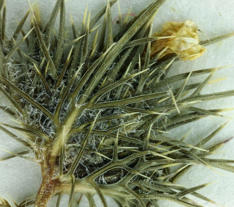 Navarretia 7