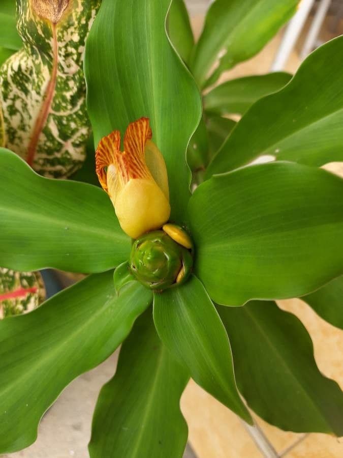 Costus 6