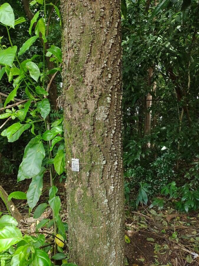 Anadenanthera 18