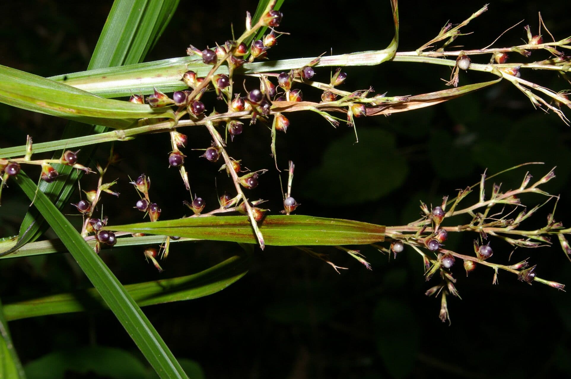 Scleria
