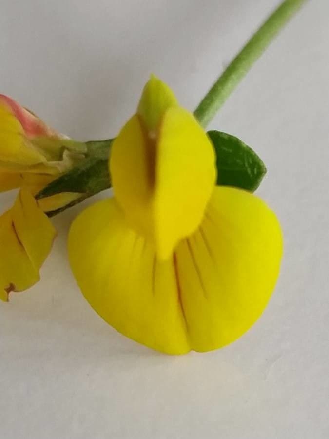 Lotier corniculé 10