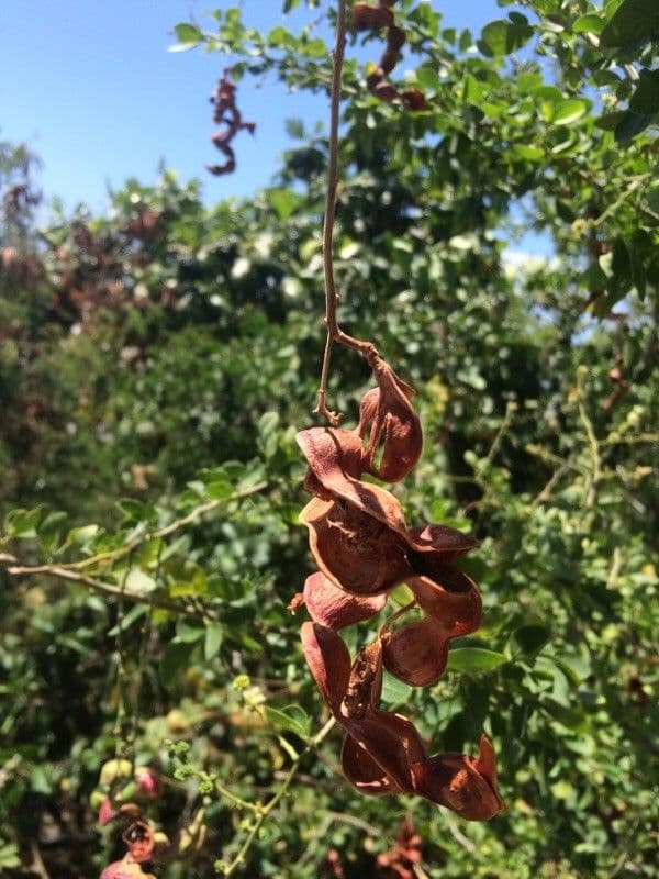 Tamarindo dolce 3