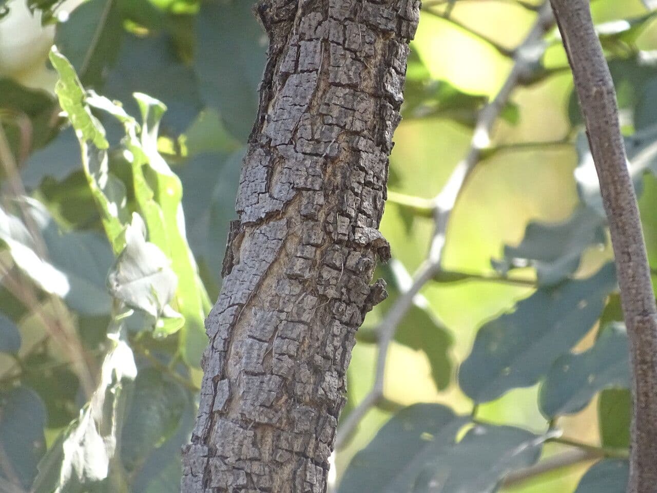Pterocarpus erinaceus 15