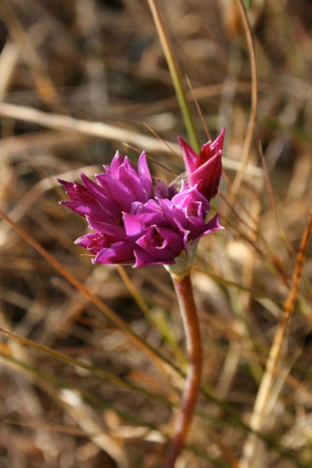 Cipolla costiera 3