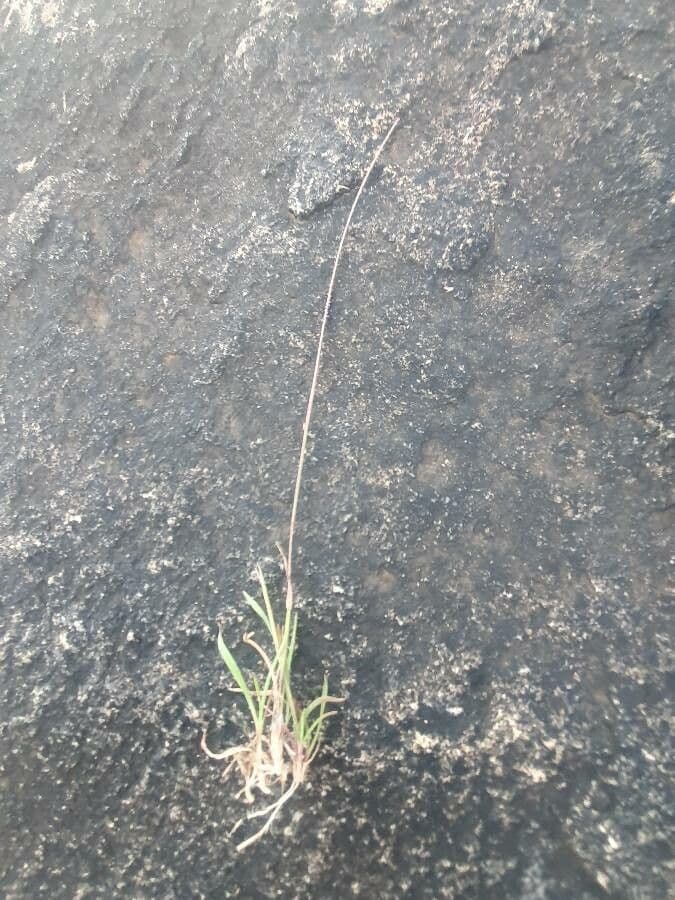 Microchloa 6