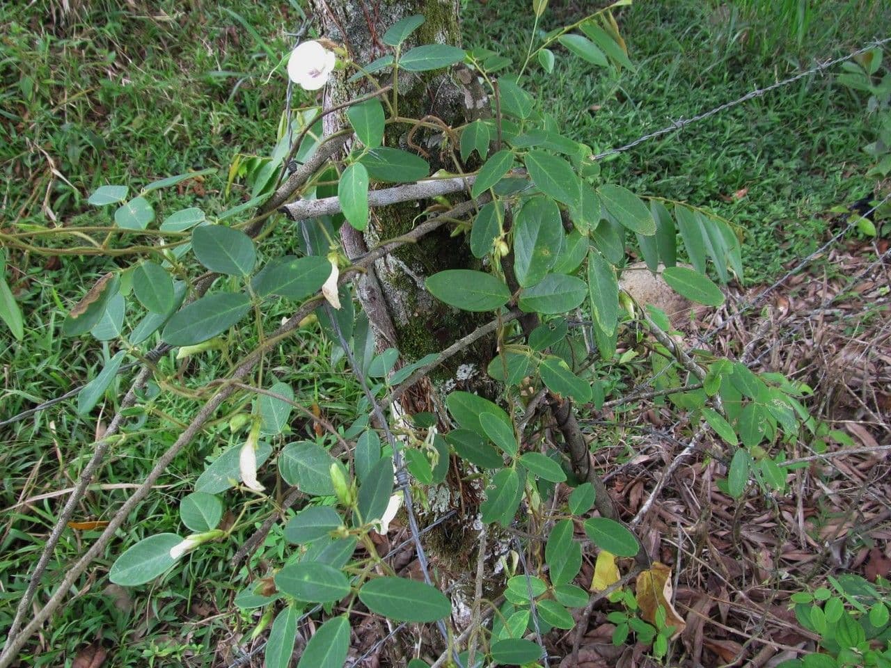 Clitoria falcata 7