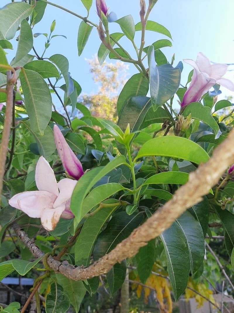 Cryptostegia