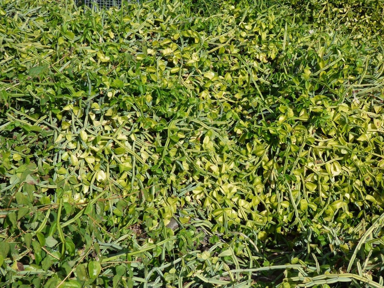 Cissus 15