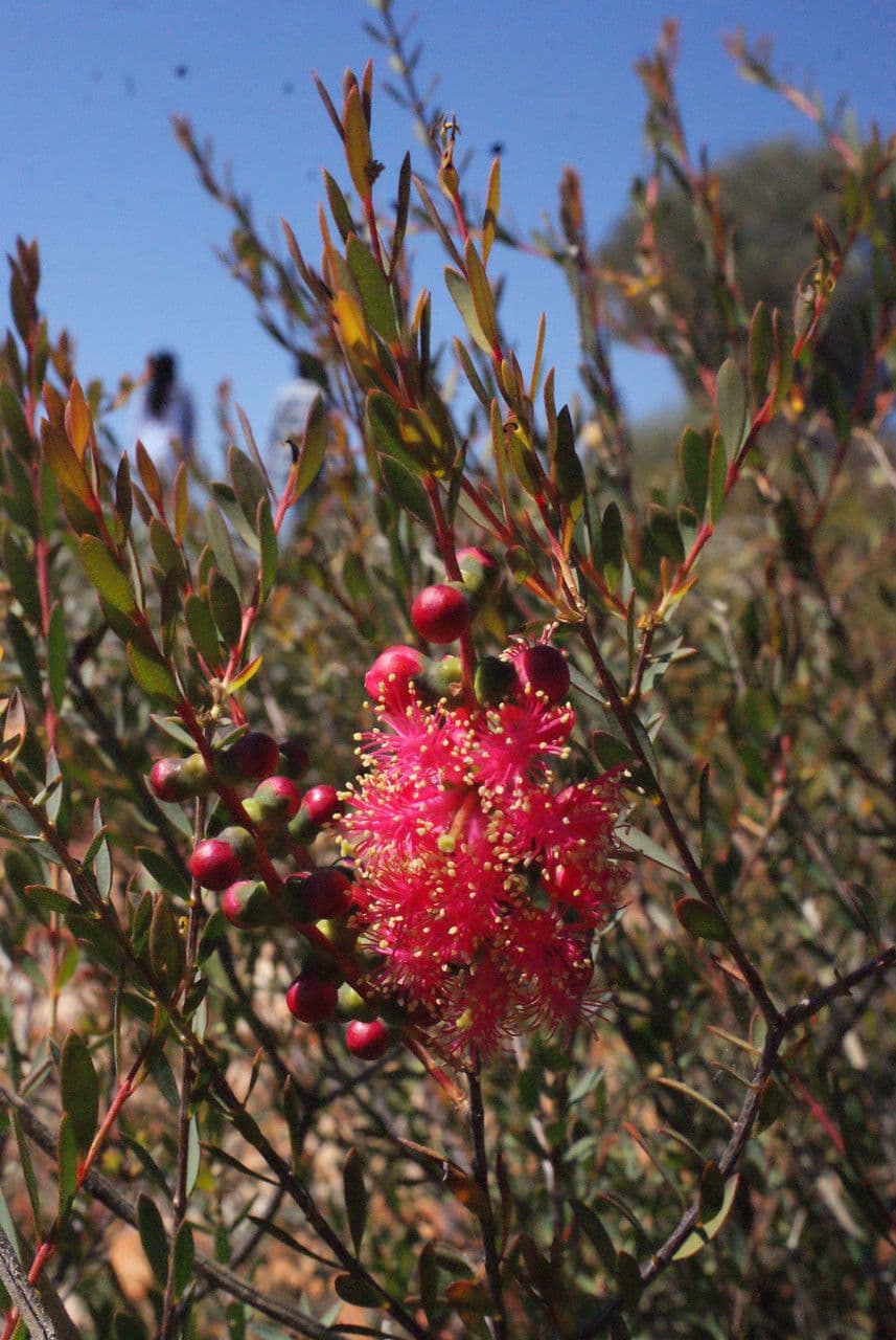 Melaleuca radula 5