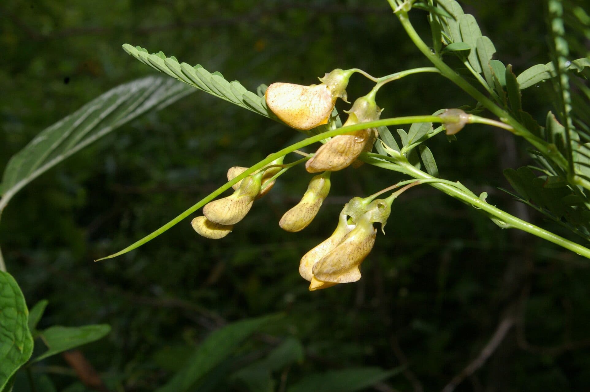 Sesbania herbacea