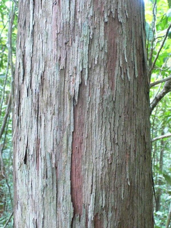 Chaetocarpus 4