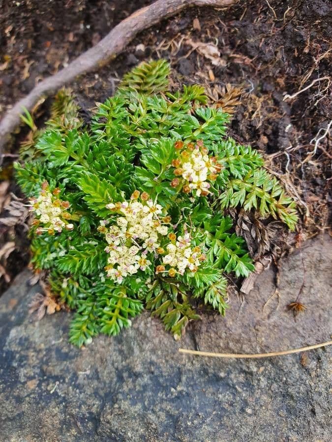 Haplosciadium abyssinicum