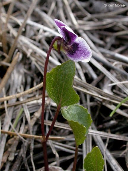 Viola 6