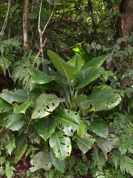 Dieffenbachia 13