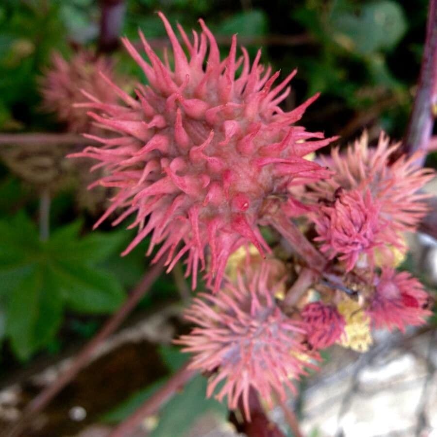 Wunderbaum 5