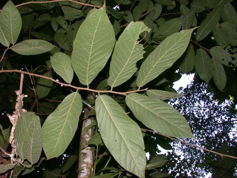 Sapranthus viridiflorus 7