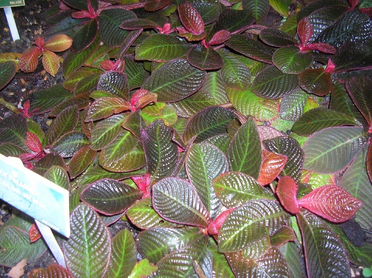 Hoffmannia