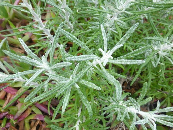 Eriophyllum 16