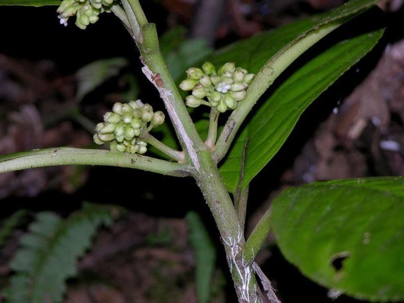 Besleria 13