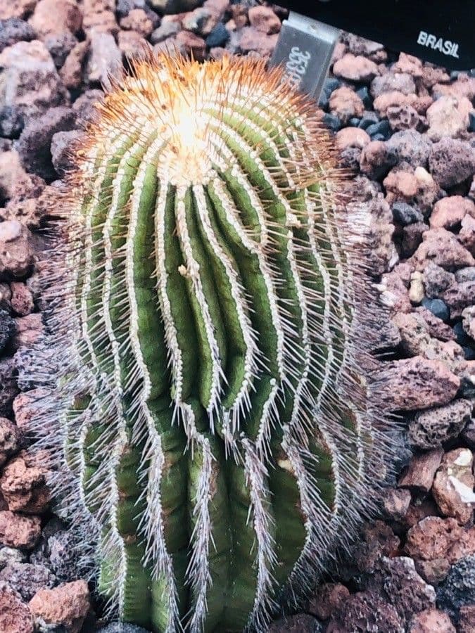 Uebelmannia 2
