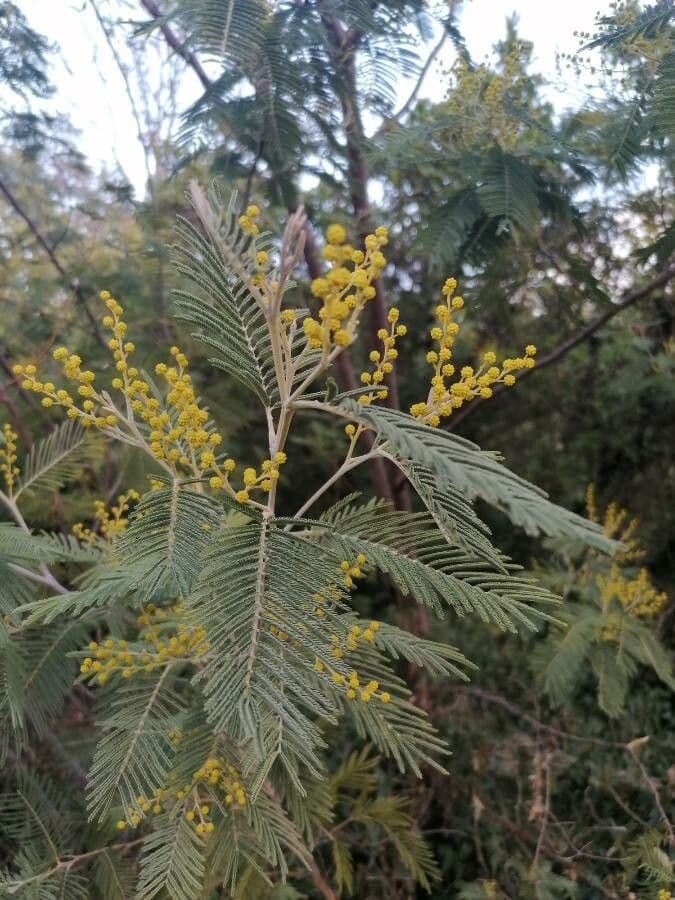 Mimosa 17