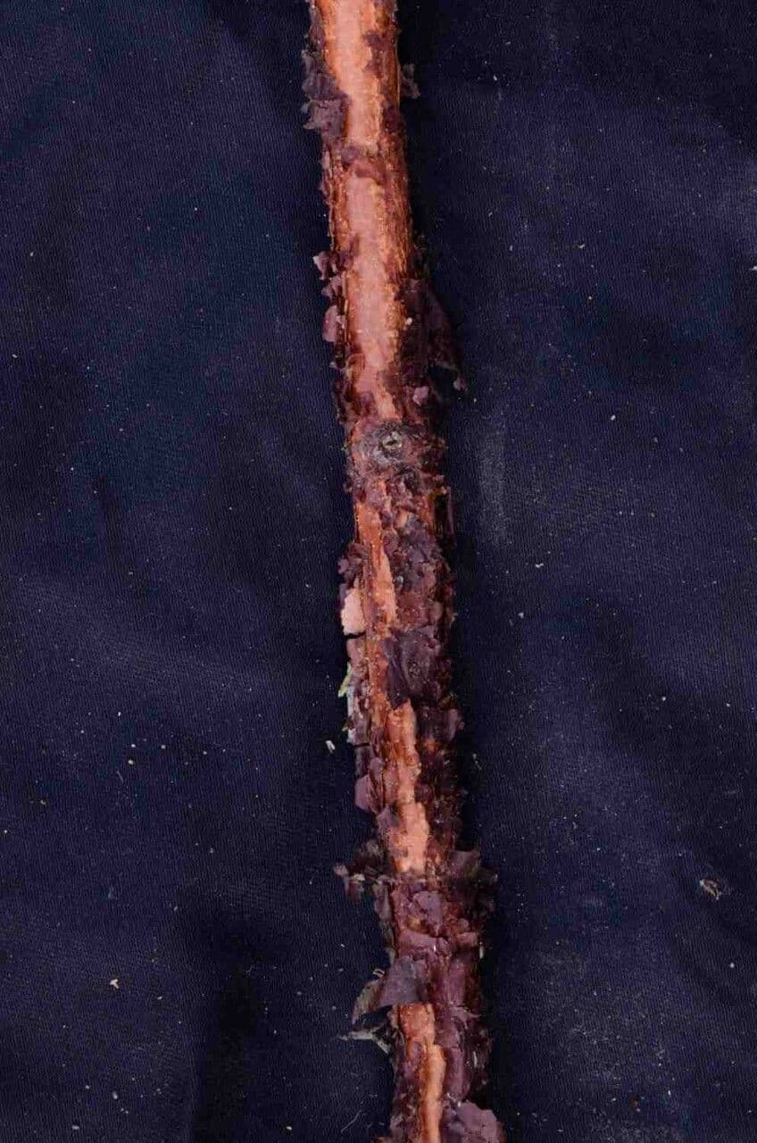 Xylopia brazylijska 13