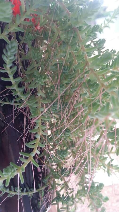 Sedum 5