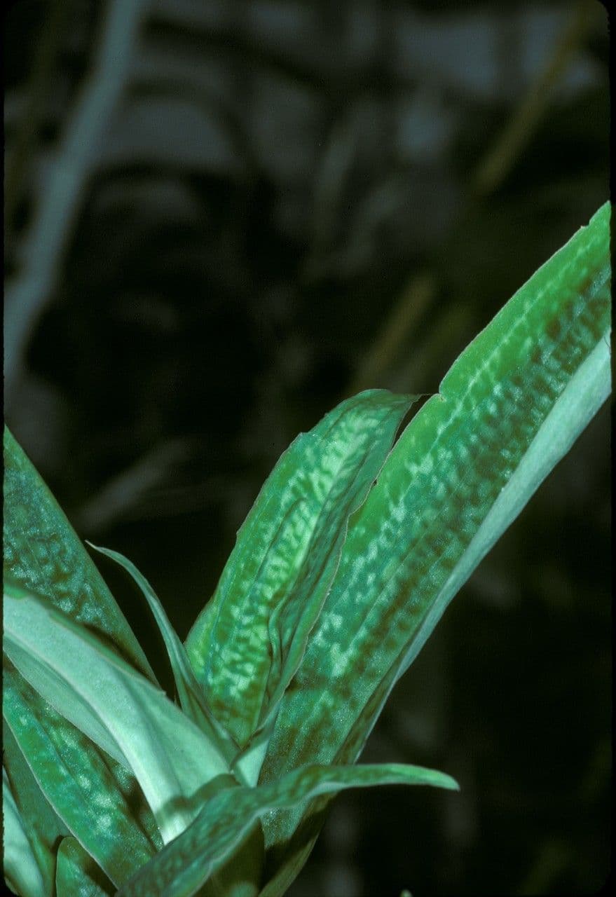 Habenaria 4