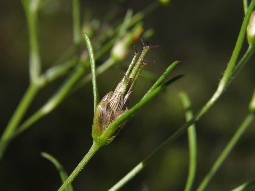 Heterosperma 2