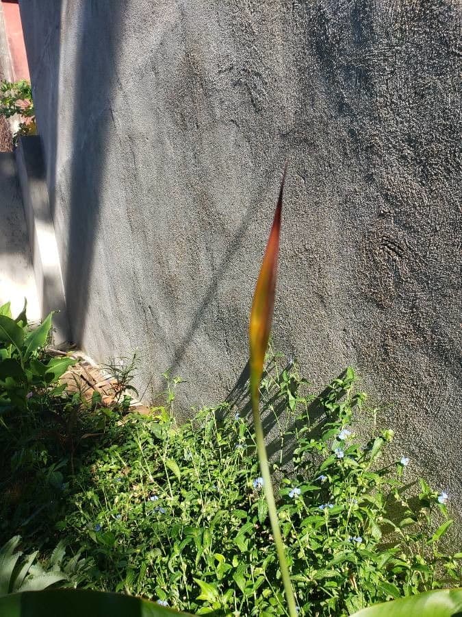Heliconia 2