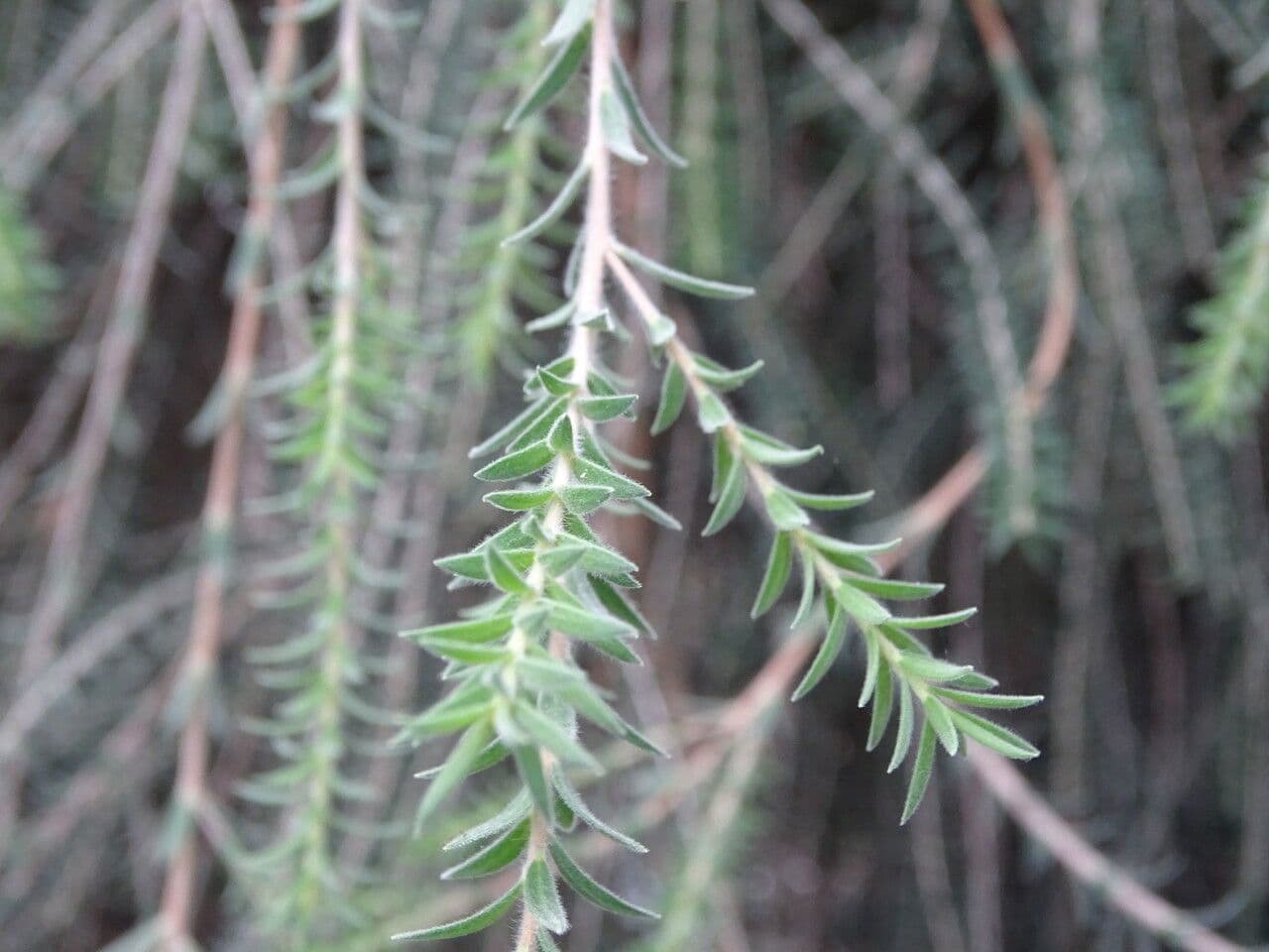 Melaleuca 2